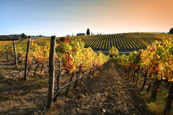 Weinreben im Chianti Classico