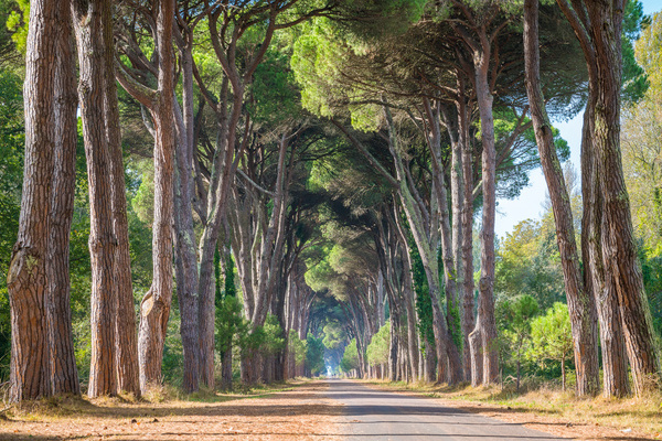  Malerische Kieferstrae im Park Migliarino